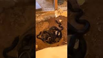 Home Remodel Uncovers Snakes in the Bathroom