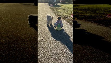 Dog Pulls Girl's Cart Until She Falls Face First