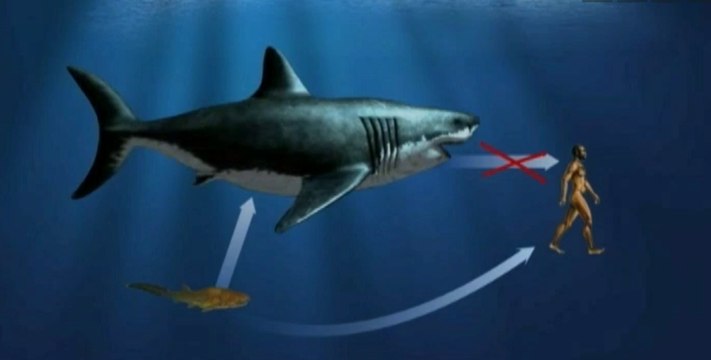 Un petit poisson fossile découvert en Chine pourrait être l'ancêtre de l'Homme