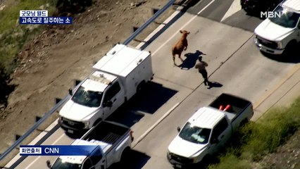 [굿모닝월드] 고속도로 질주하는 소