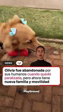 Perrita en silla de ruedas