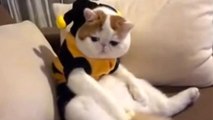 Découvrez Snoopybabe, le chat le plus mignon du monde !