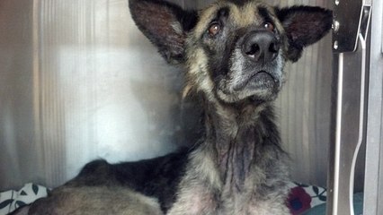 L'histoire scandaleuse de Joseph, un chien attaché à un arbre depuis 4 ans