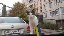 Ce chat a très peur des essuie-glaces d'une voiture !