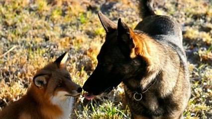 Sniffer et Tinni, une histoire d'amitié incroyable entre un renard et un chien