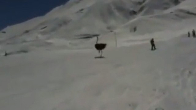 Une autruche court au milieu d'une piste de ski en Iran