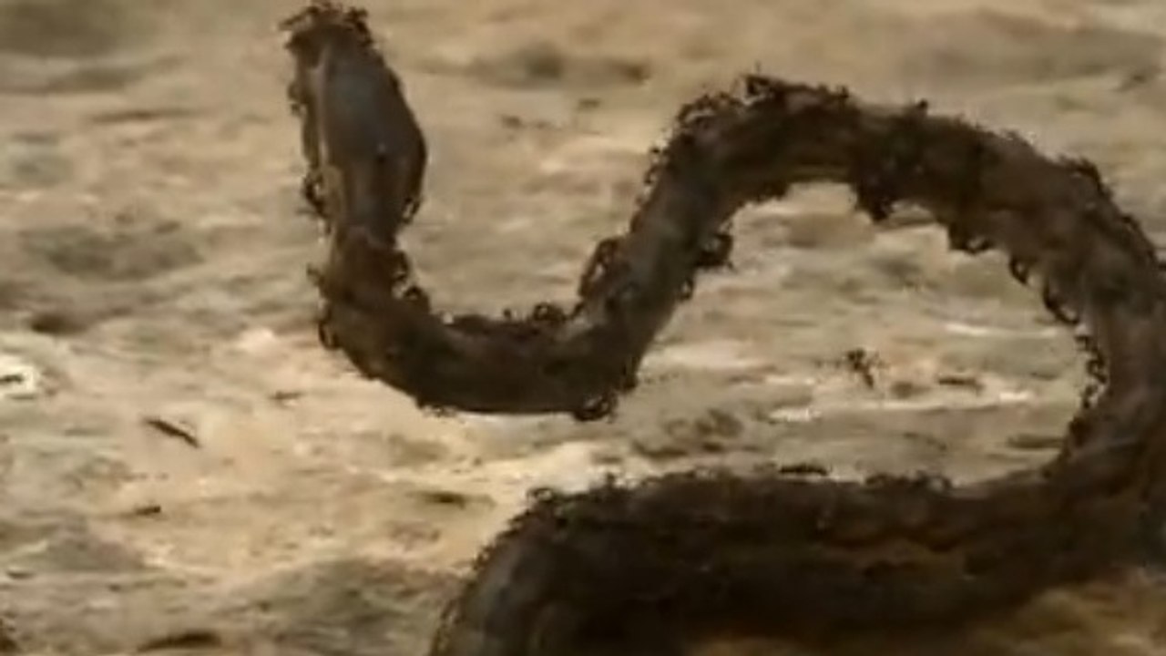 Contre cette colonie de fourmis, ce serpent n'a...