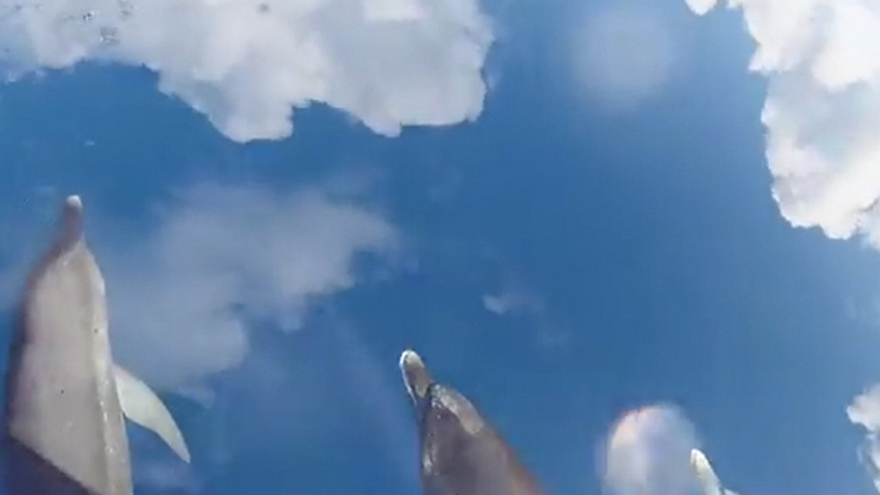 Ces dauphins donnent l'impression de nager dans le ciel