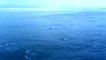Il filme 1000 dauphins en train de nager à côté d'un ferry au Canada
