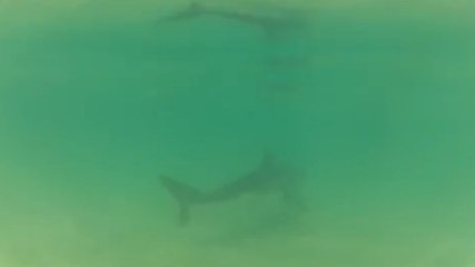 Au lieu de fuir, la surfeuse Erica Henderson suit un requin pour le filmer