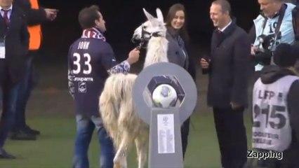 Serge le lama donne le coup d'envoi du match Bordeaux - Nantes en Ligue 1