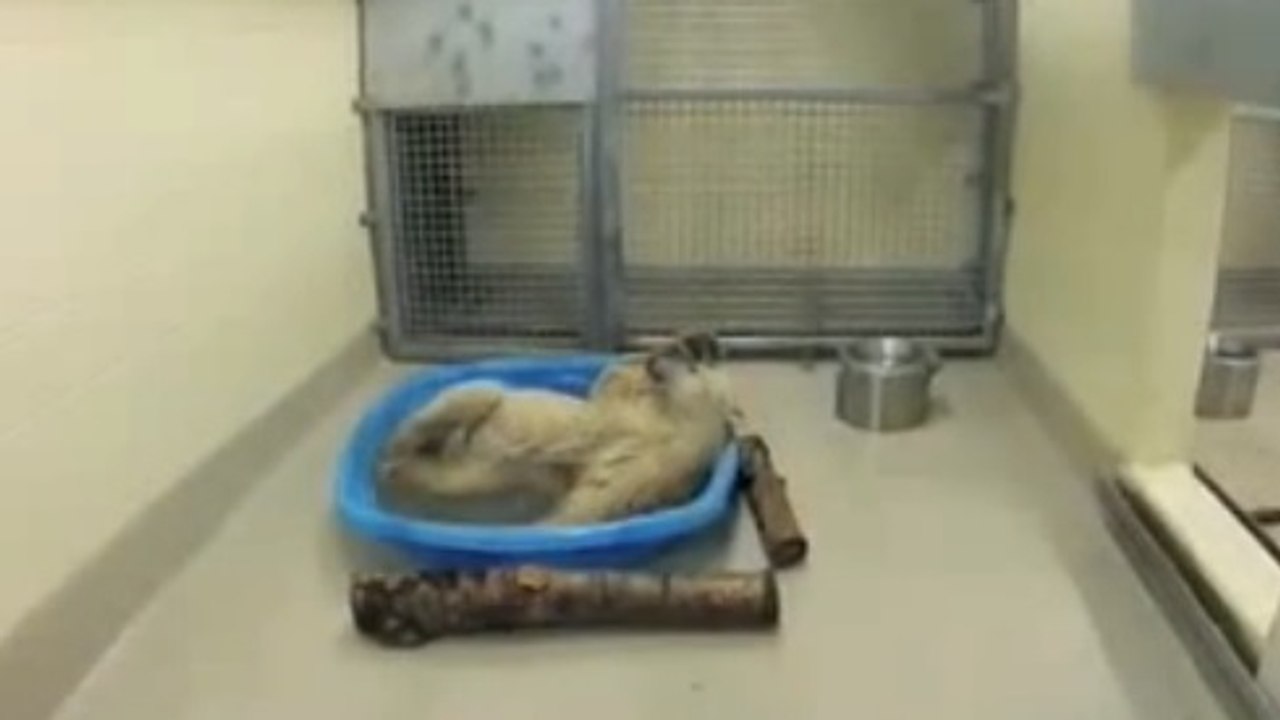 Cet ourson découvre les joies du bain pour la première fois