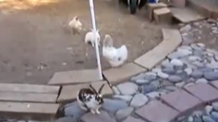 Deux poules mettent fin à une bagarre de lapins !