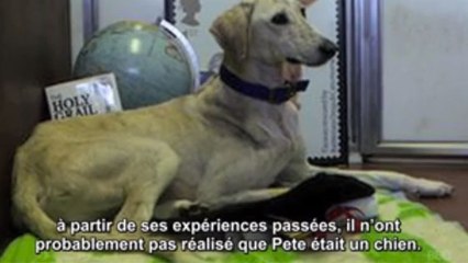Un chien se retrouve diplômé de l'Université américaine de Londres