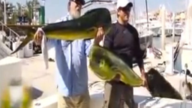 Ce lion de mer est venu voler le poisson de ces deux pêcheurs