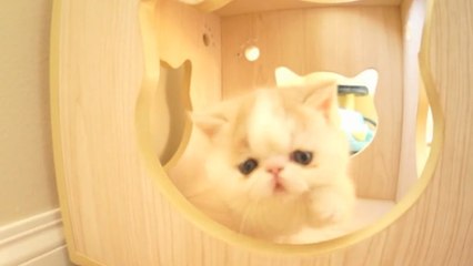 Découvrez Bun Bun, le chaton qui fait le buzz sur le web