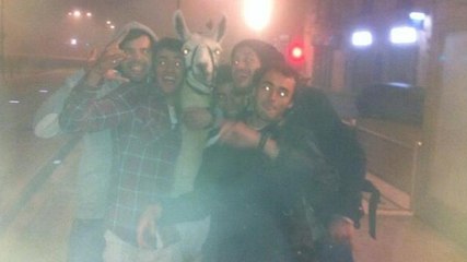 Ivres, ils volent un lama et l'emmènent dans le tramway à Bordeaux