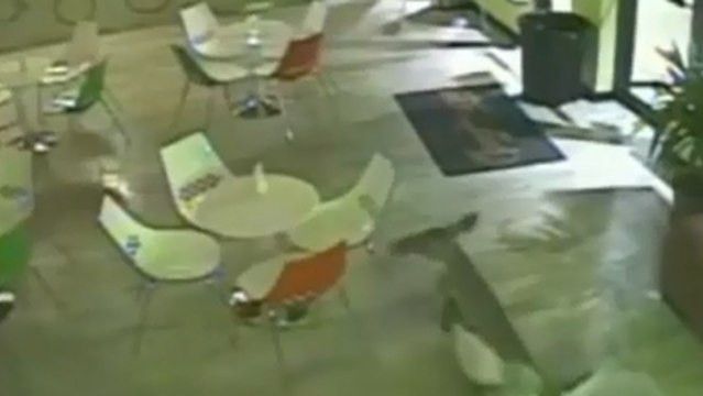 Entré par erreur, un cerf saccage un magasin