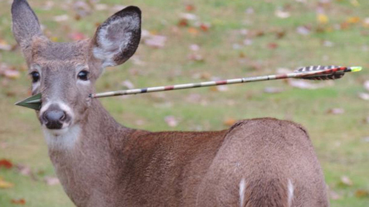La joue transpercée par une flèche, une biche erre depuis des jours dans la nature