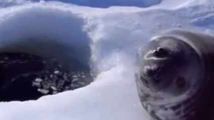 Ce bébé phoque refuse d'aller nager dans l'eau glacée!
