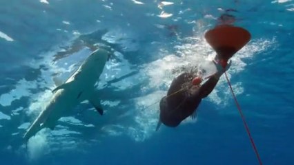 Michael Phelps a bien fait la course avec un requin : découvrez qui l'a emporté !