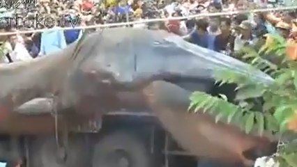 Un mystérieux et gigantesque animal découvert au Vietnam ?