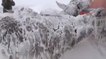 Turquie : Des ânes sont retrouvés en pleine nature congelés... mais vivants