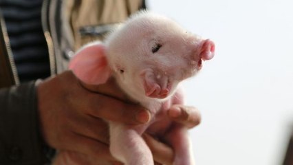 Ce cochon est né avec deux bouches, deux nez et trois yeux