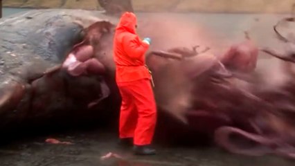 La carcasse d'une baleine explose à la tête d'un biologiste