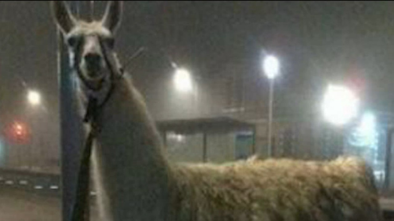 Serge le Lama : Les particuliers peuvent maintenant le louer pour une journée
