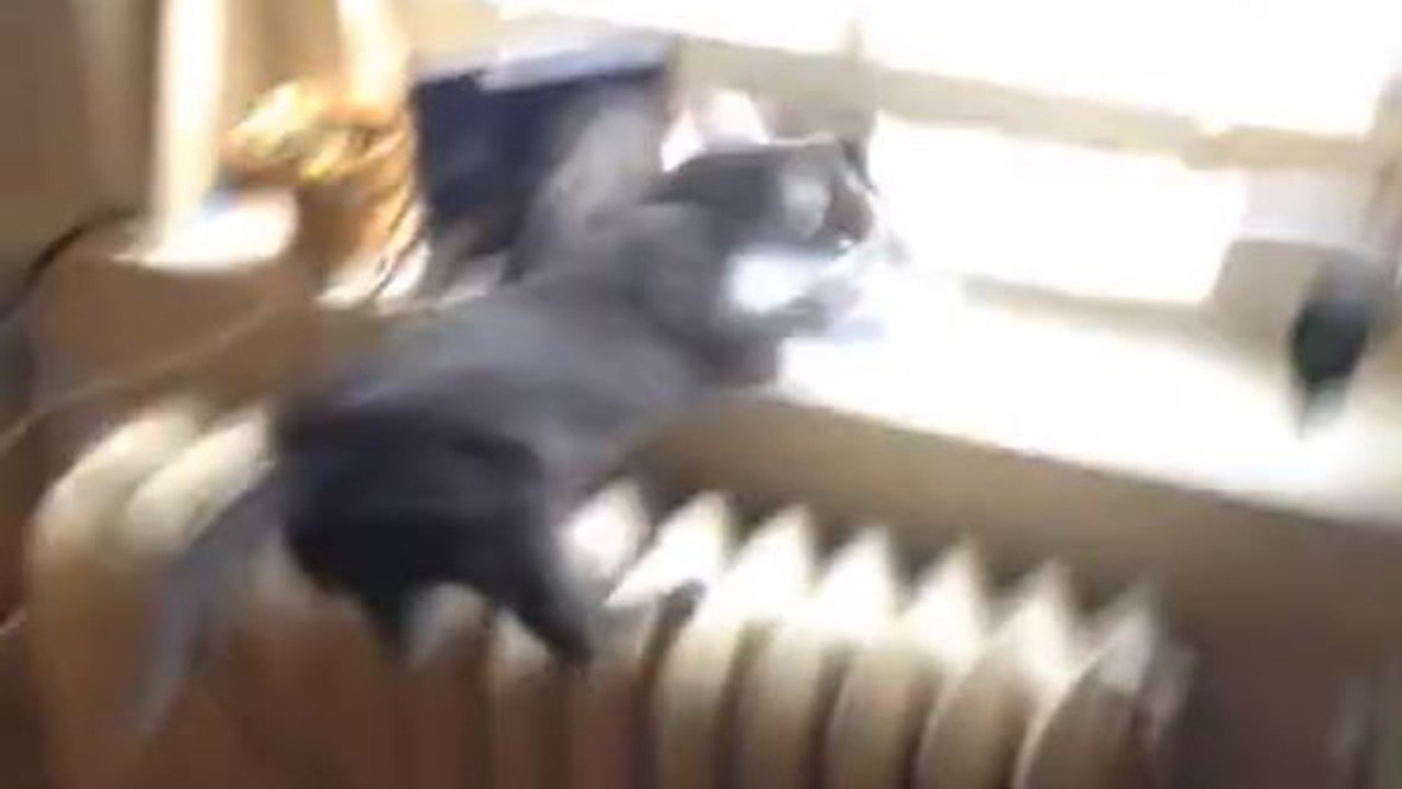 Un chat chasse un écureuil dans sa maison