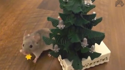 Découvrez deux adorables souris décorer un sapin de Noël