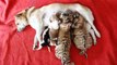 Cette chienne nommée Xiao Wang a adopté deux bébés tigres de Sibérie !