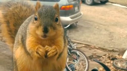 Découvrez un écureuil qui parle la bouche pleine !