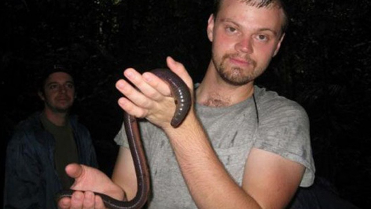 Découvrez le Megascolides australis, le plus grand ver de terre du monde