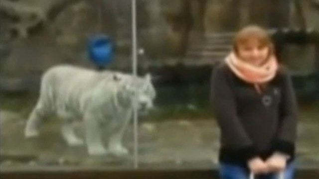 Un tigre blanc s'attaque à une femme... à travers une vitre !