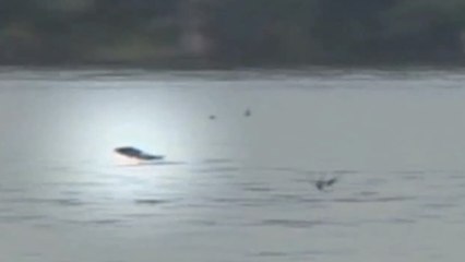 Un poisson-tigre attrape une hirondelle en plein vol !