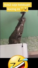 dasar kucing nakal