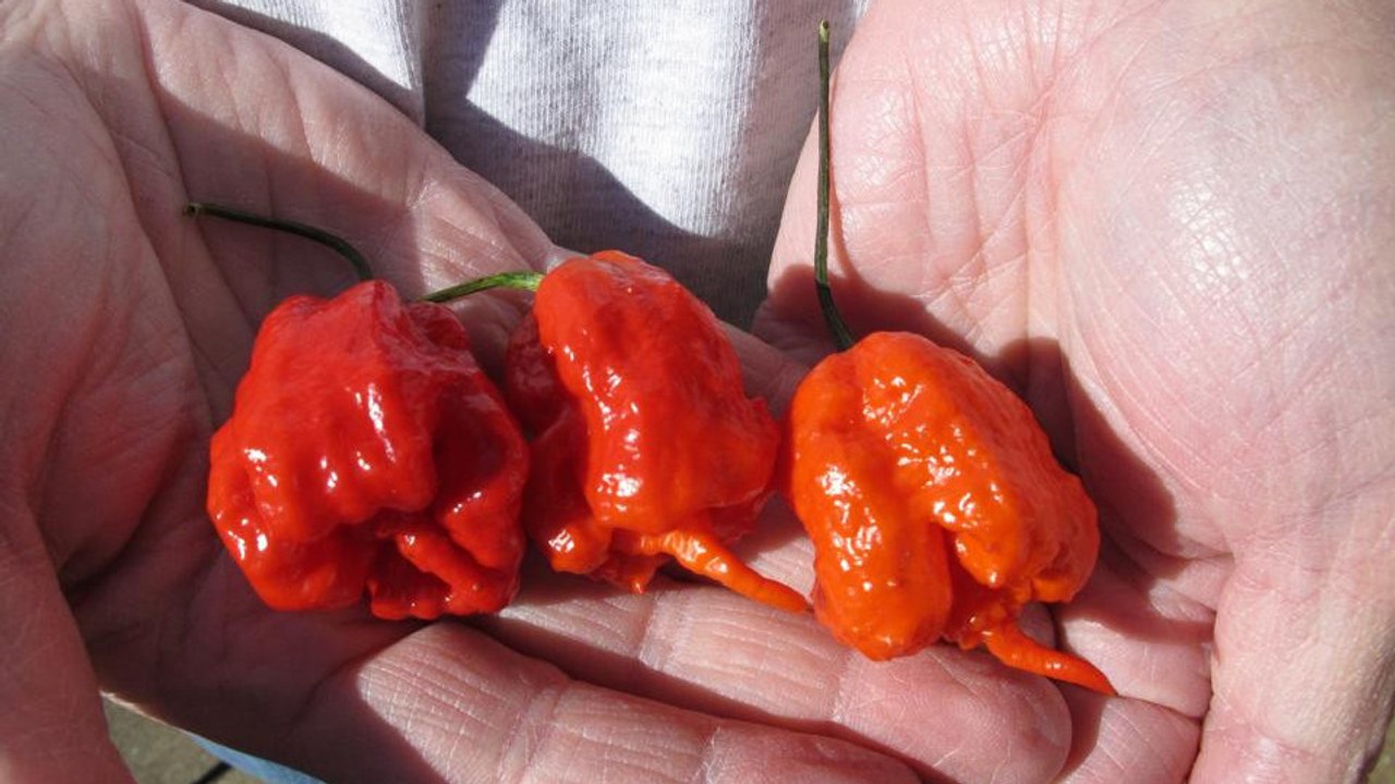 Carolina Reaper : Découvrez le piment le plus f...