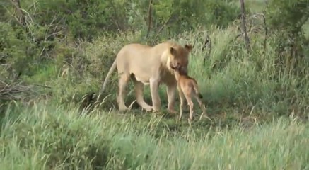 Un lion se bat pour protéger un bébé gnou