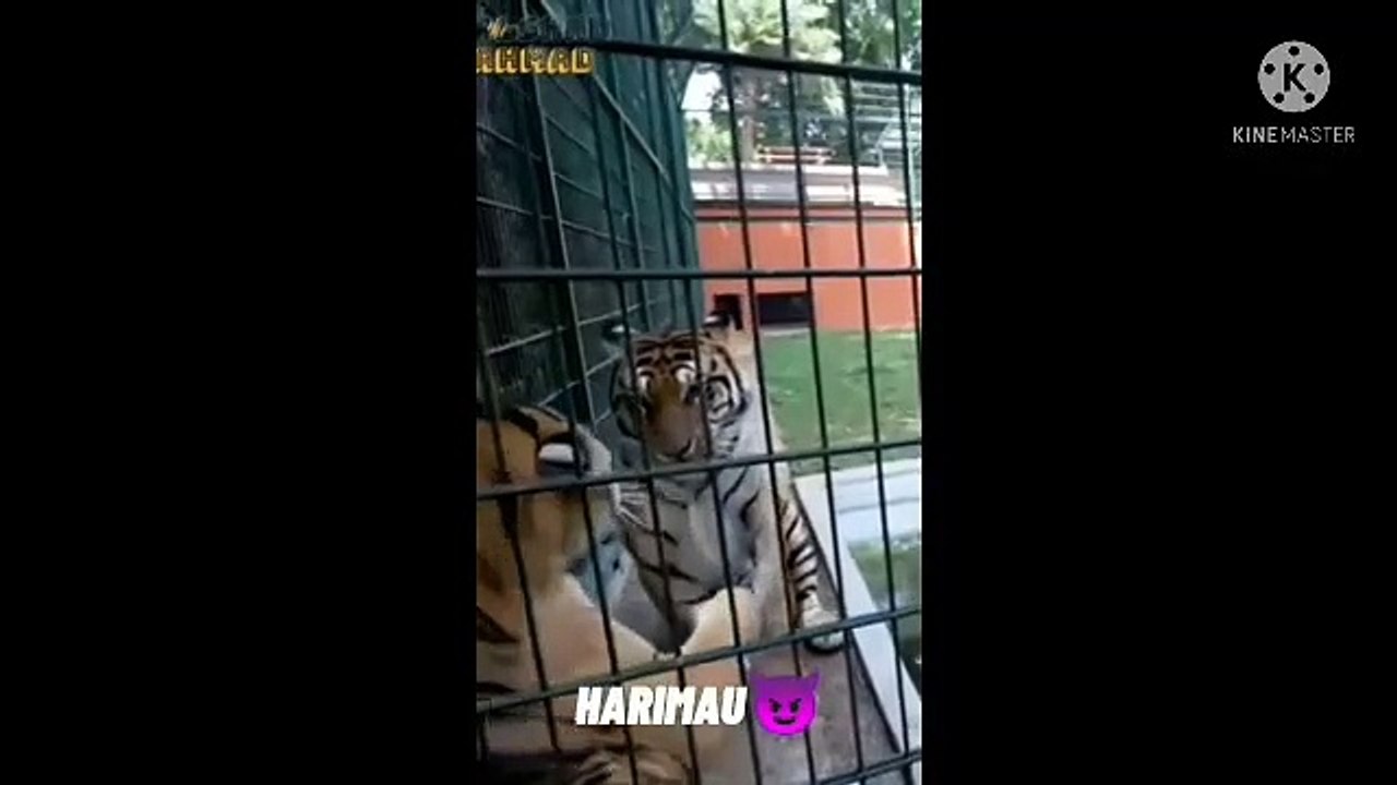 CAT COMPILATION 2