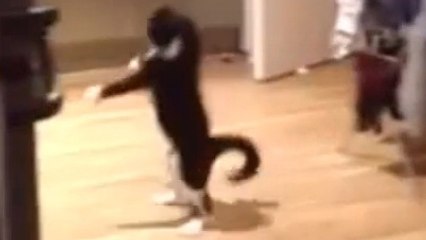 Un petit chat saute comme un kangourou