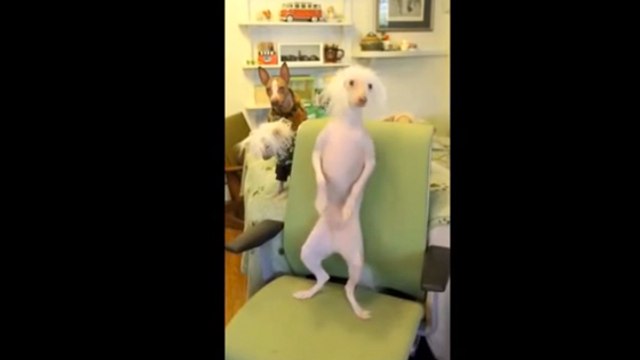 Découvrez Nathan, un chien sans poils qui possède un talent caché pour la danse