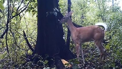 Hilarant ! Regardez cette biche lâcher un énorme pet
