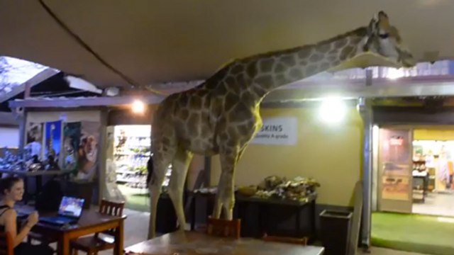 Afrique du Sud : Cette girafe s’est invitée dans un restaurant à Johannesburg !