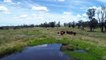 Tandarra, Whetstone | March 2022 | Queensland Country Life