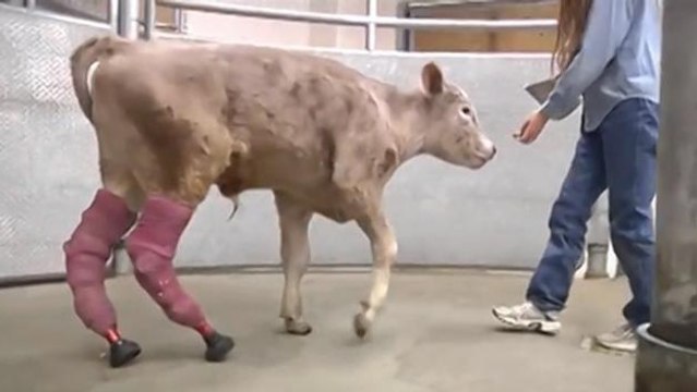Découvrez Hero, le veau qui marche avec l'aide de deux prothèses à la place de ses pattes arrière