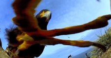 Insolite : Un aigle vole une caméra de la BBC et filme des manchots