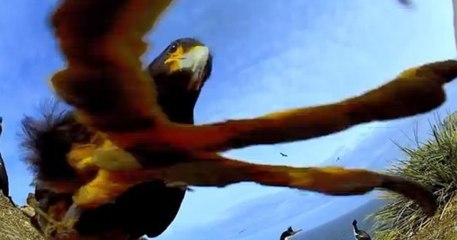Insolite : Un aigle vole une caméra de la BBC et filme des manchots