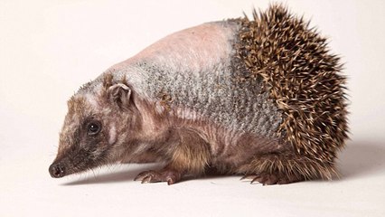 Brulé par un produit ménager, ce petit hérisson a perdu presque toutes ses épines